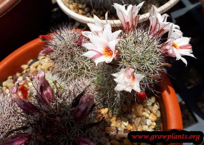 Mammillaria fraileana