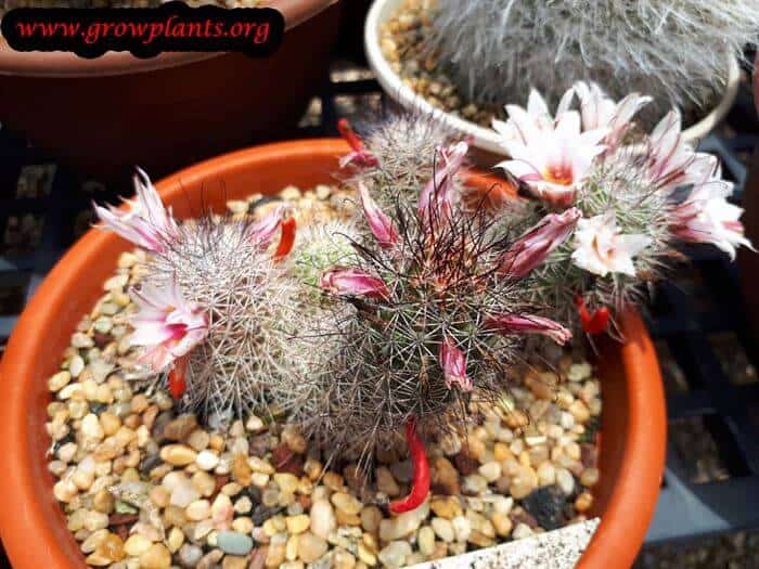 Mammillaria fraileana cactus care
