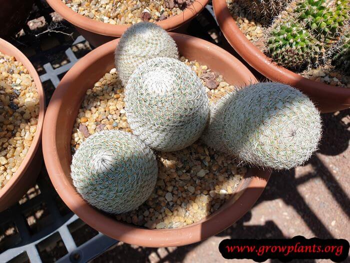 Mammillaria meissneri