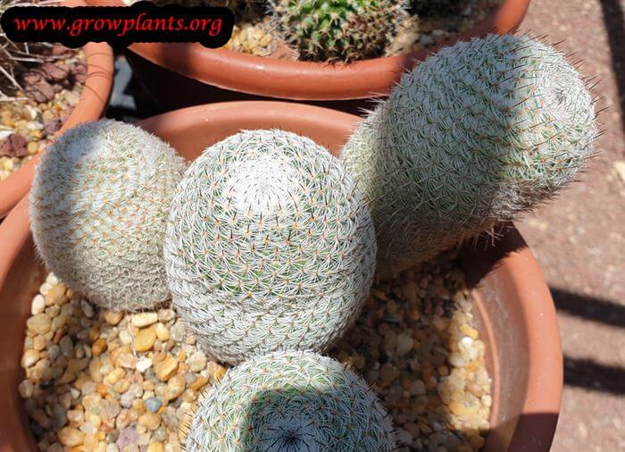 Mammillaria meissneri cactus