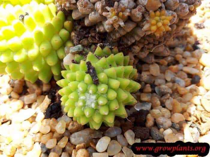 Mammillaria polythele