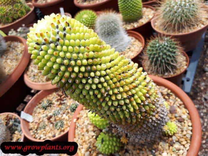 Mammillaria polythele cactus