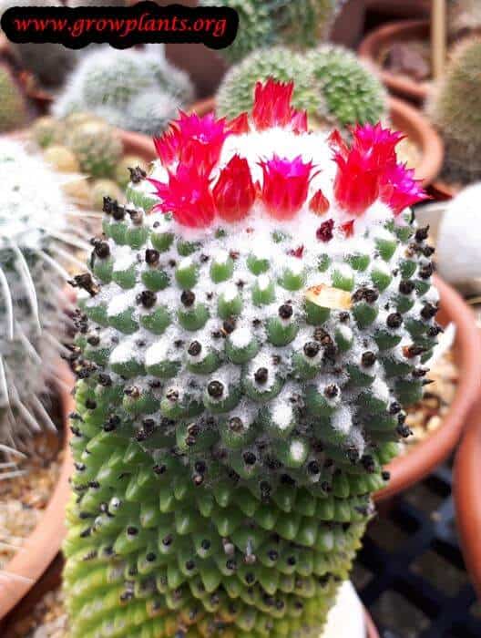 Mammillaria polythele flower