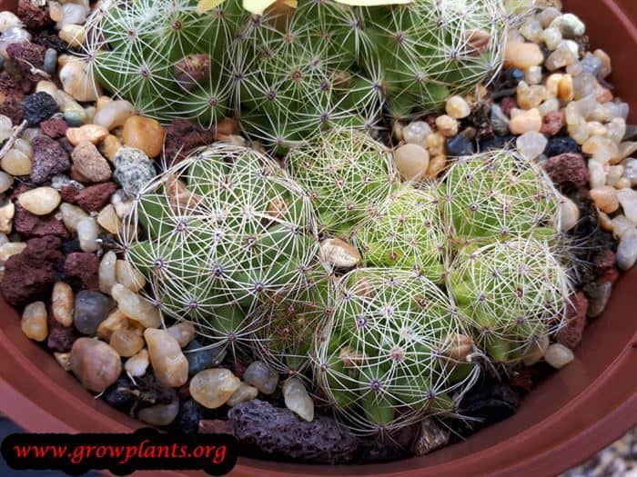 Mammillaria sphaerica