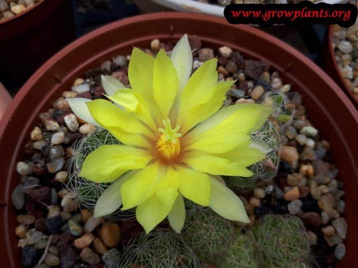 Mammillaria sphaerica flower