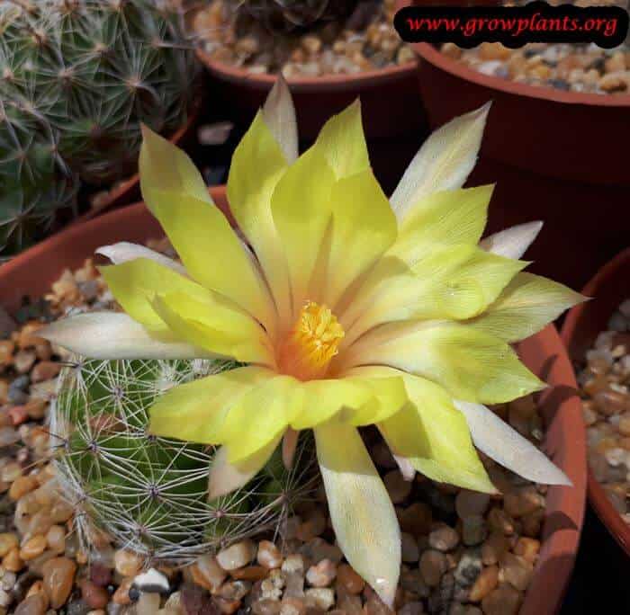 Mammillaria sphaerica blooming