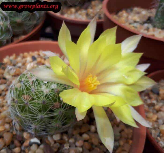 Mammillaria sphaerica blooming season