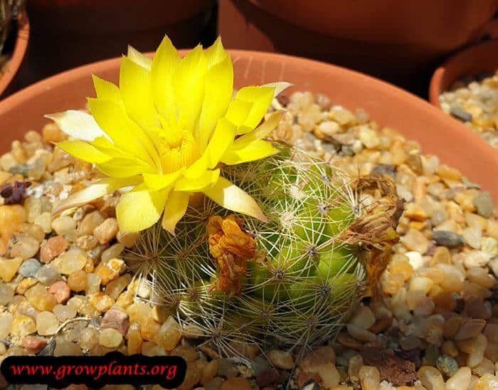 Growing Mammillaria sphaerica cactus