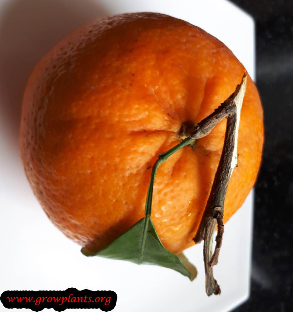 Mandarin tree How to grow & care