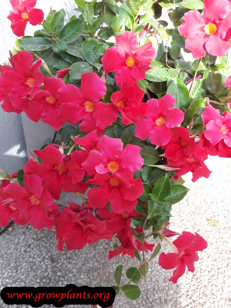 Mandevilla sanderi How to grow & care