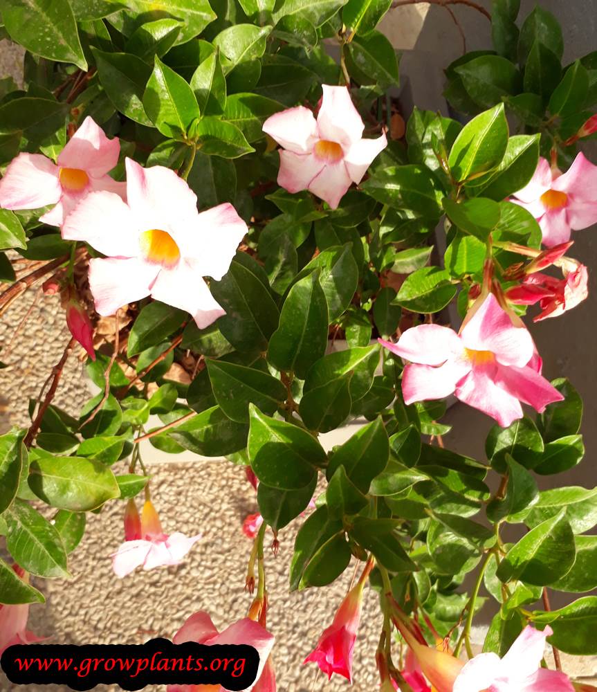 Mandevilla sanderi How to grow & care