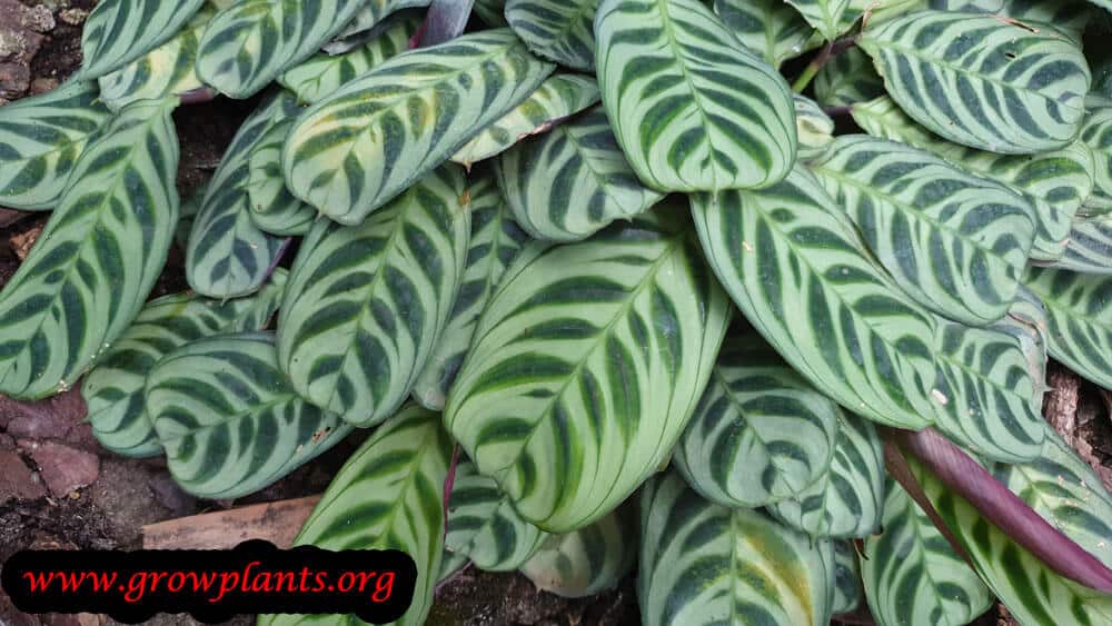 Maranta cristata