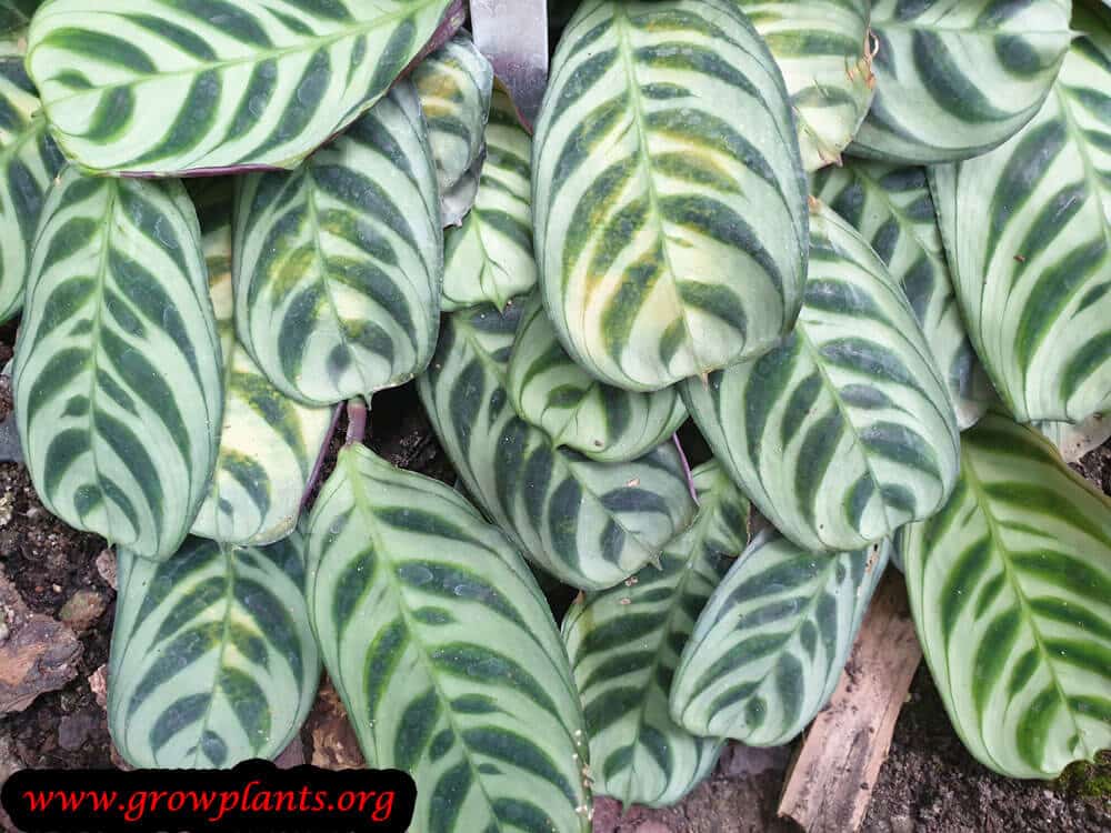 Maranta cristata leaves