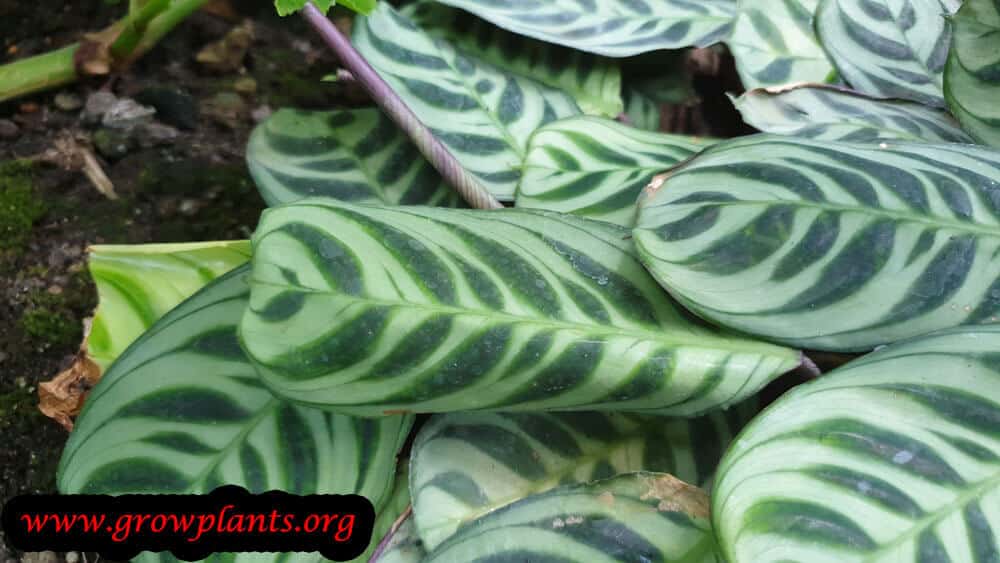 Maranta cristata plant care