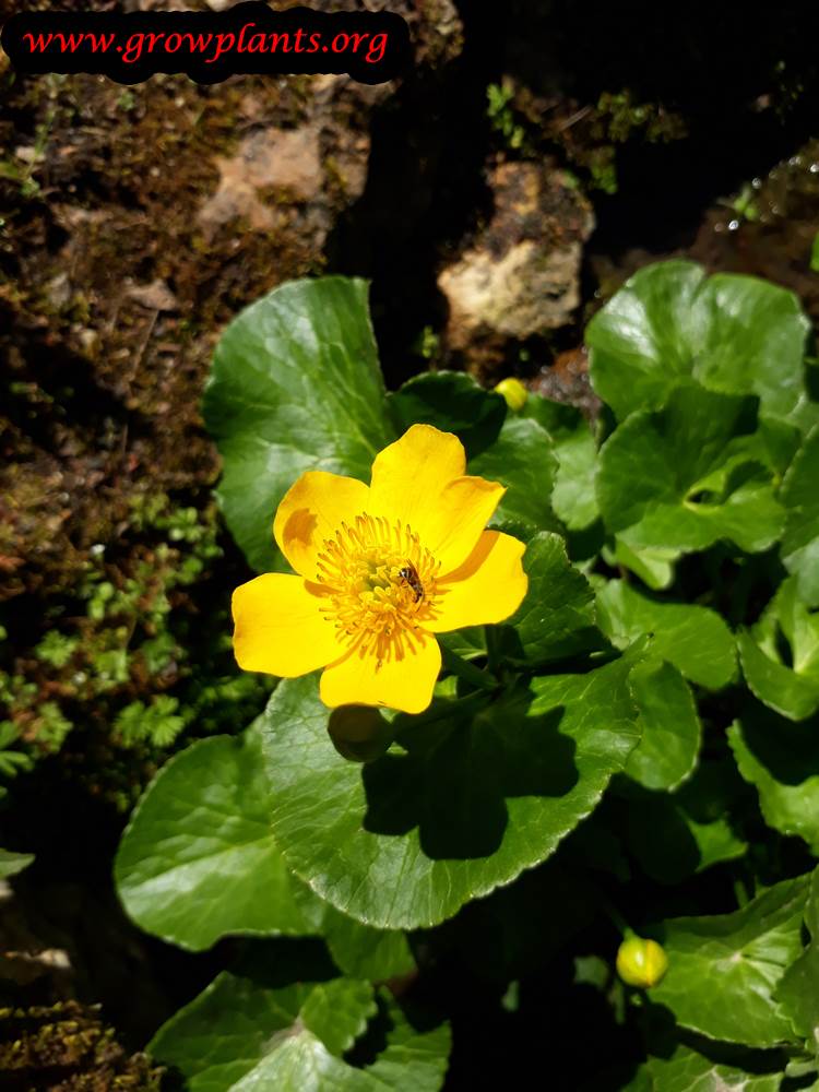 Marsh marigold How to grow & care