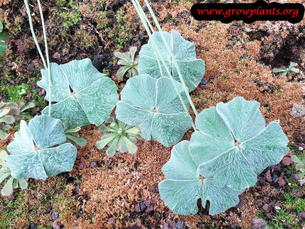 Marsilea drummondii