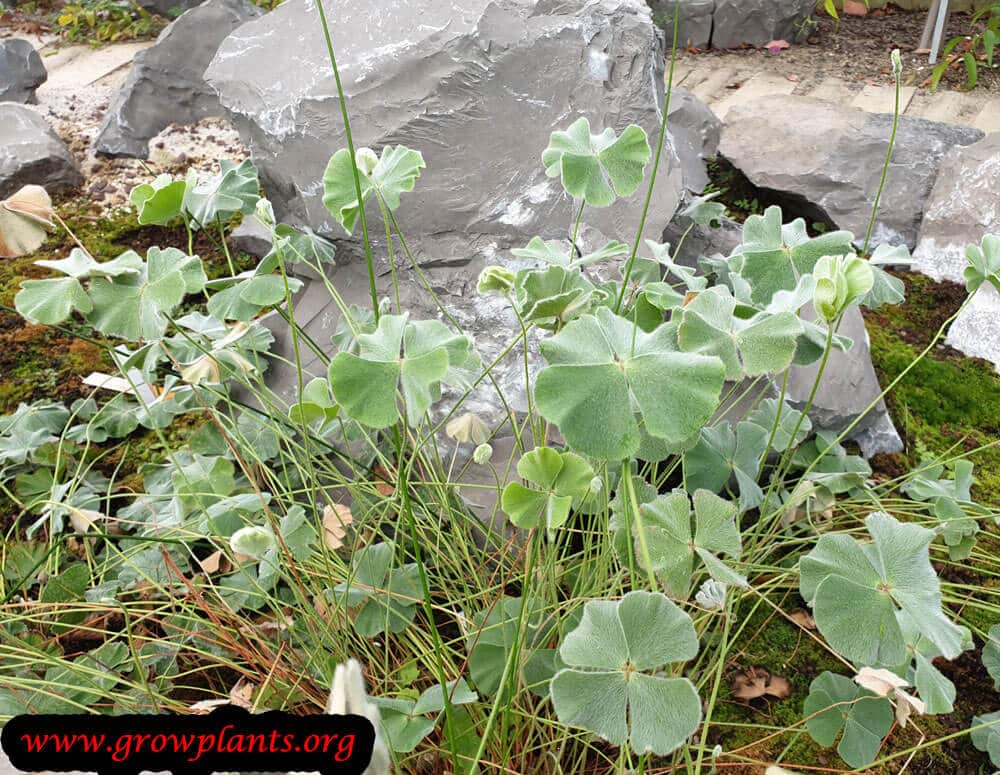 Marsilea drummondii plant