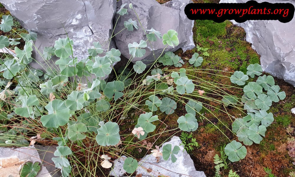 Marsilea drummondii plant care