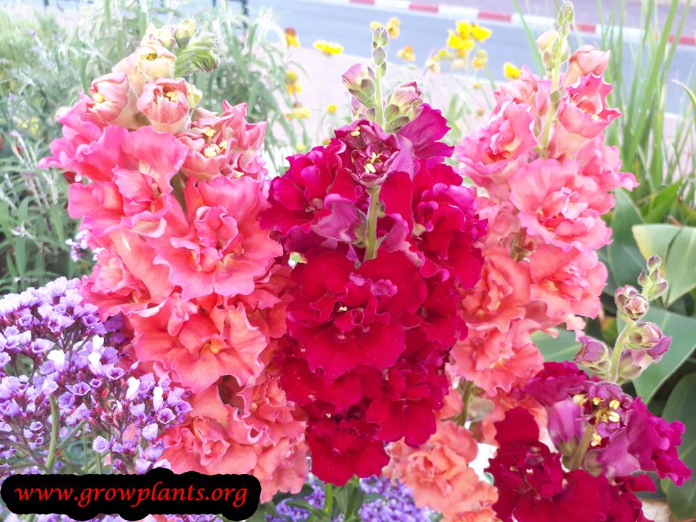 Matthiola incana plant care