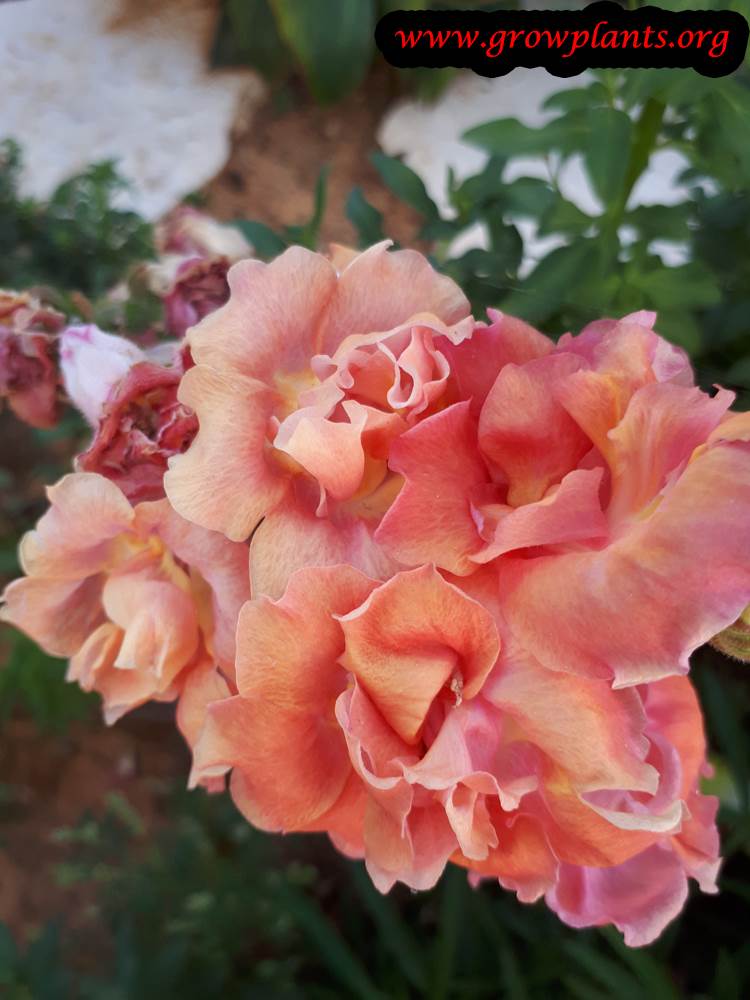 Growing Matthiola incana plant