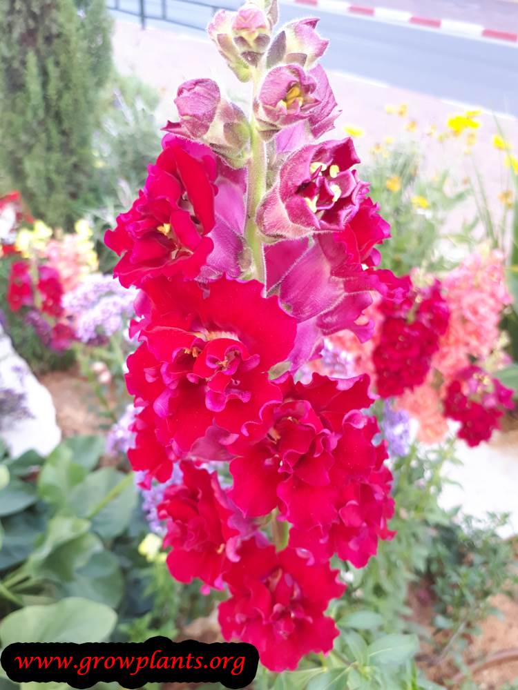 Matthiola incana flowers