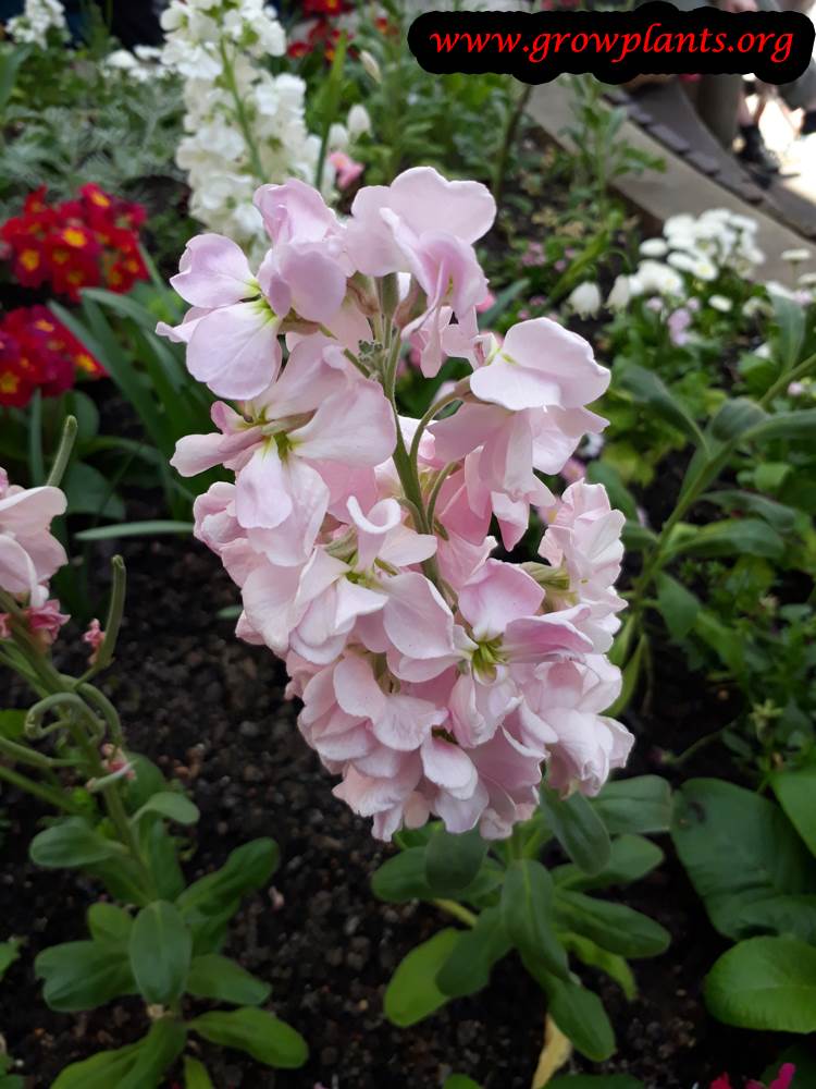 Matthiola incana pink flowers