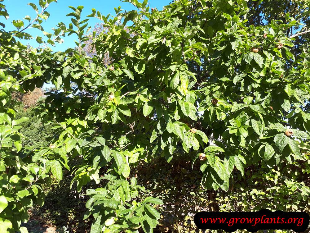 Planting Medlar fruit