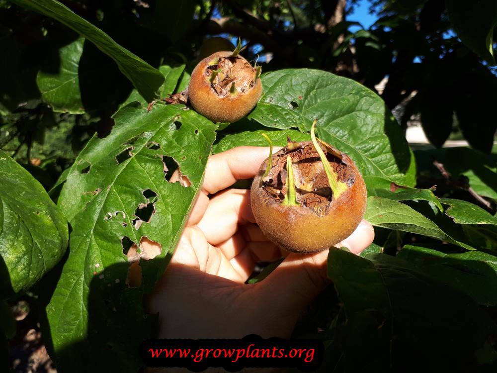 Medlar fruit