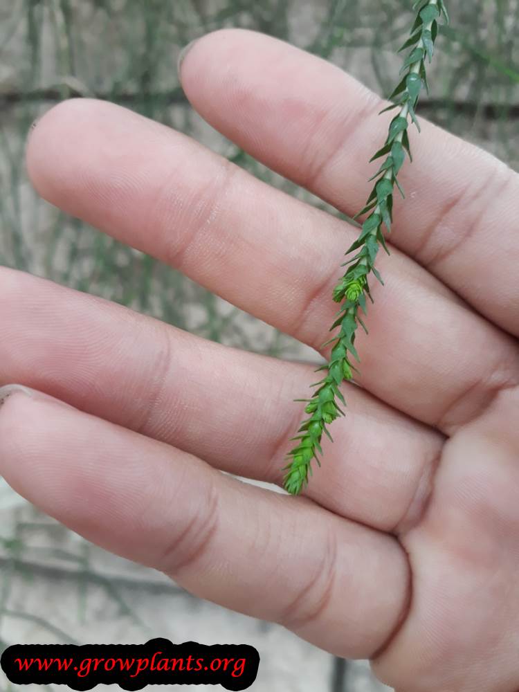 Melaleuca huegelii leaves