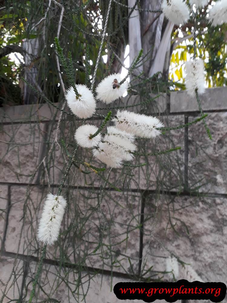 Melaleuca huegelii flowers