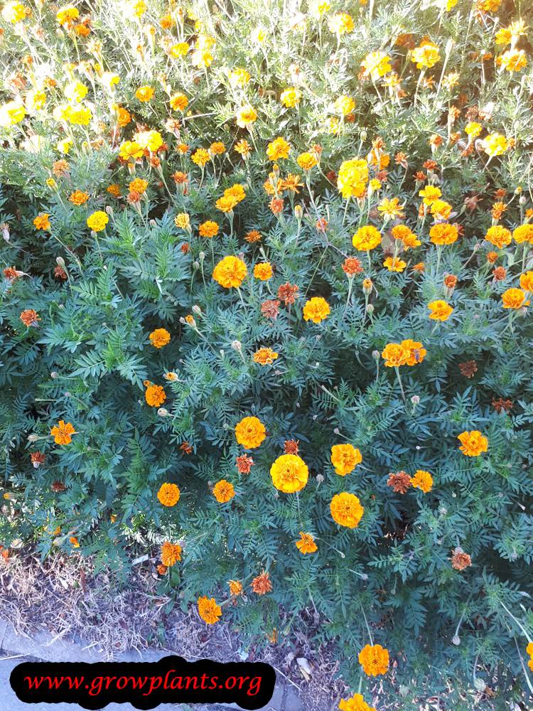 Mexican marigold How to grow & care