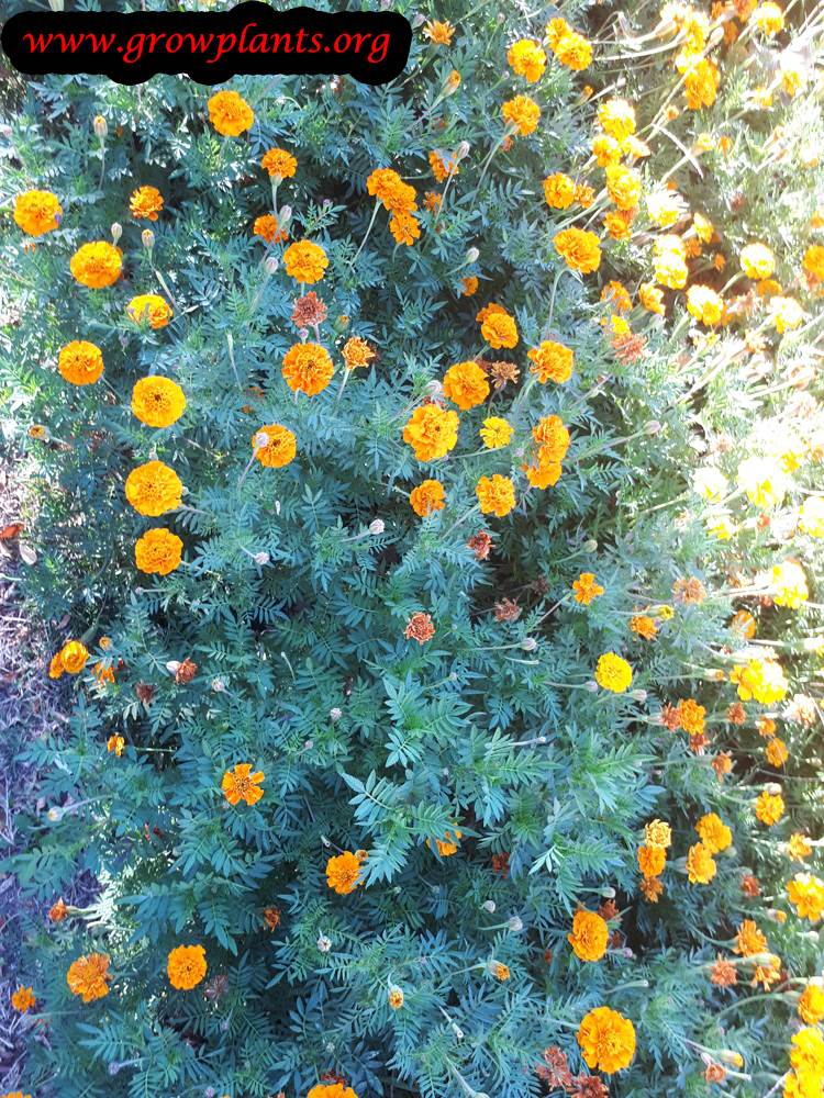 Mexican marigold How to grow & care