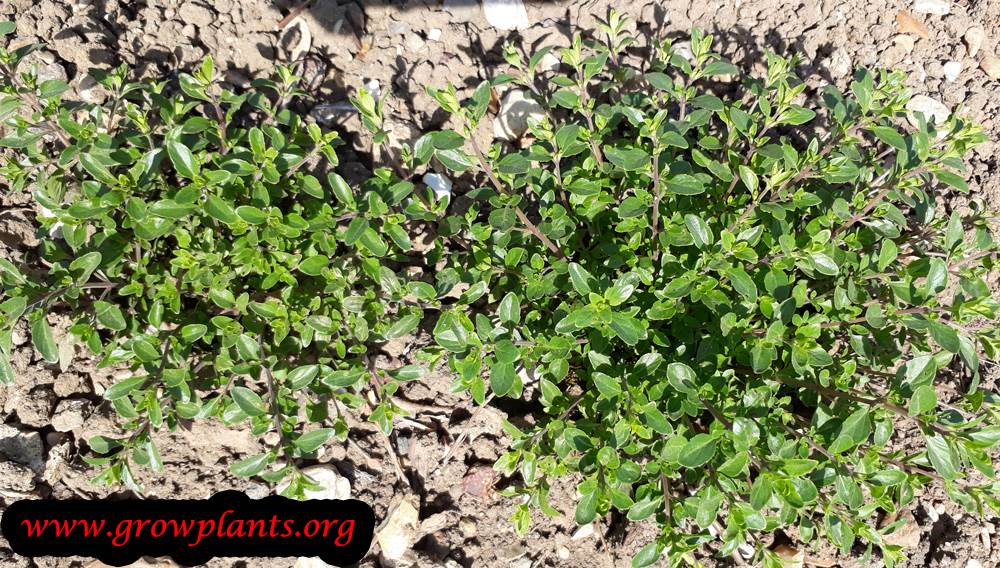 Micromeria thymifolia growing