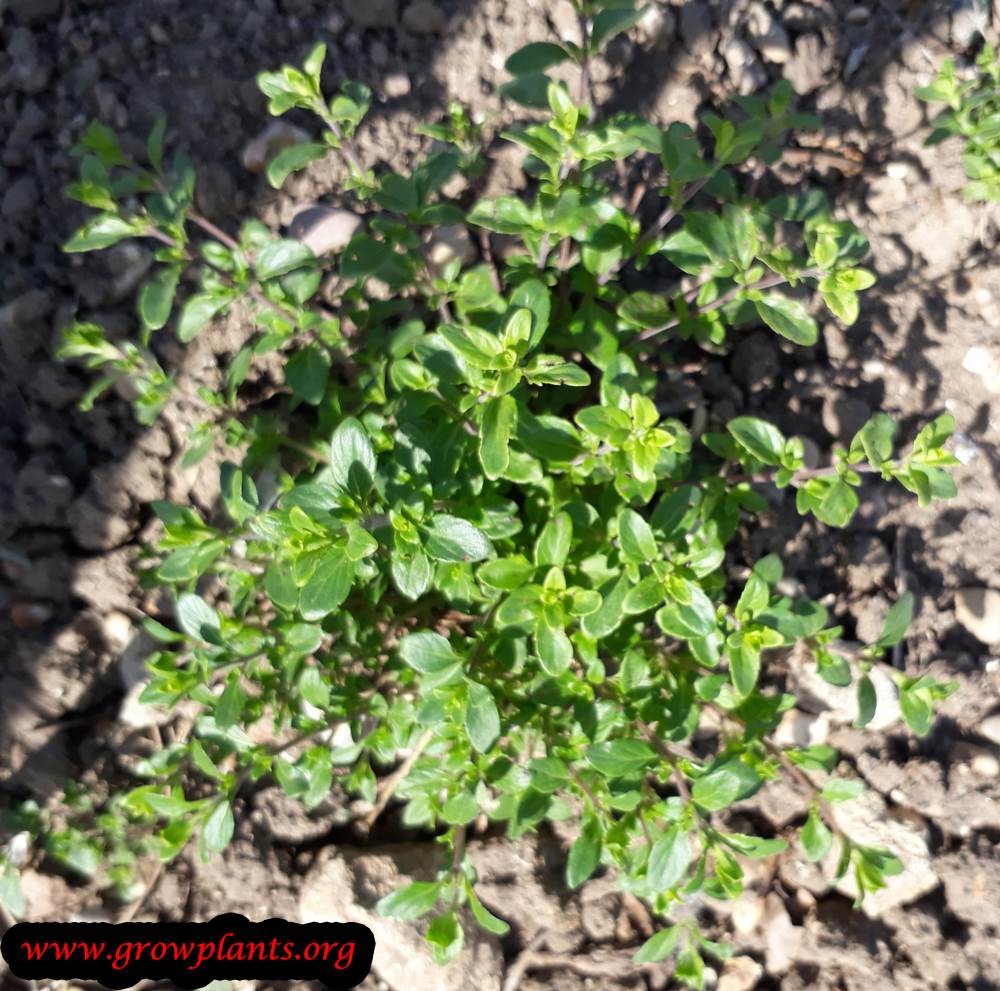 Micromeria thymifolia harvesting
