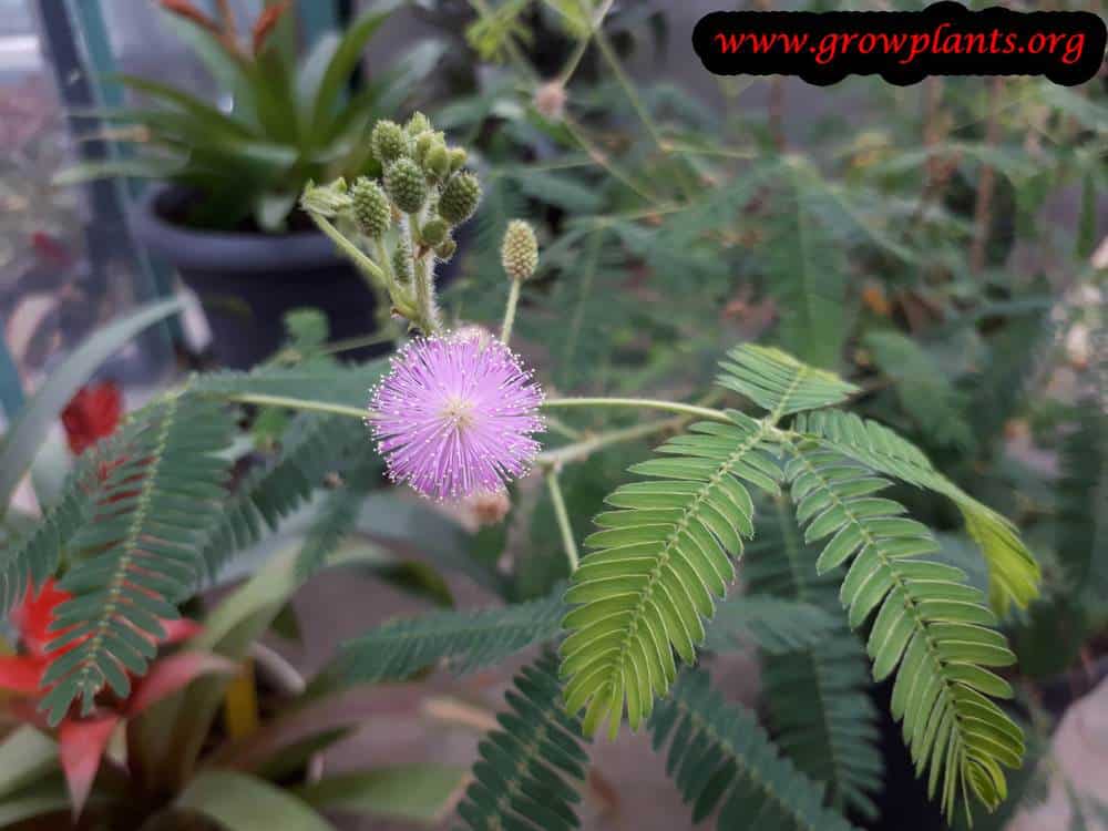 Mimosa pudica How to grow & care