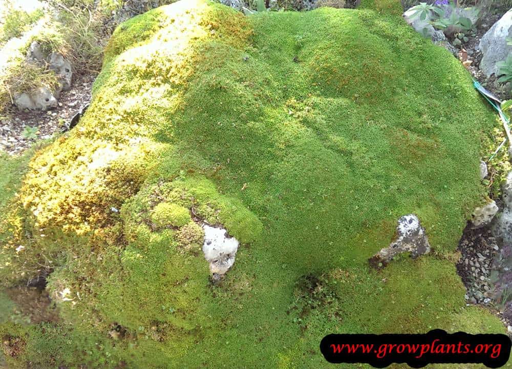 Minuartia stellata plant care