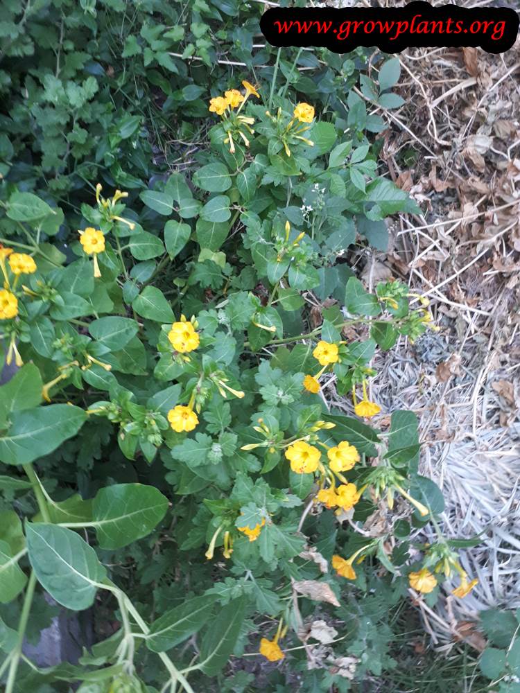 Mirabilis jalapa