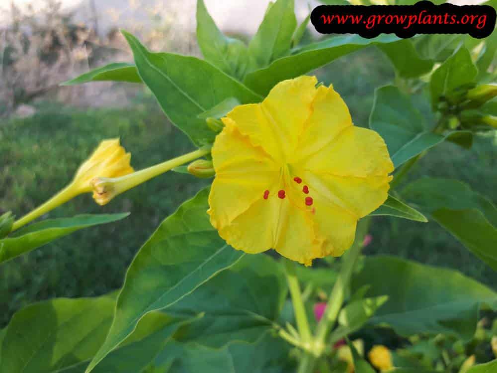 Mirabilis jalapa yellow flower