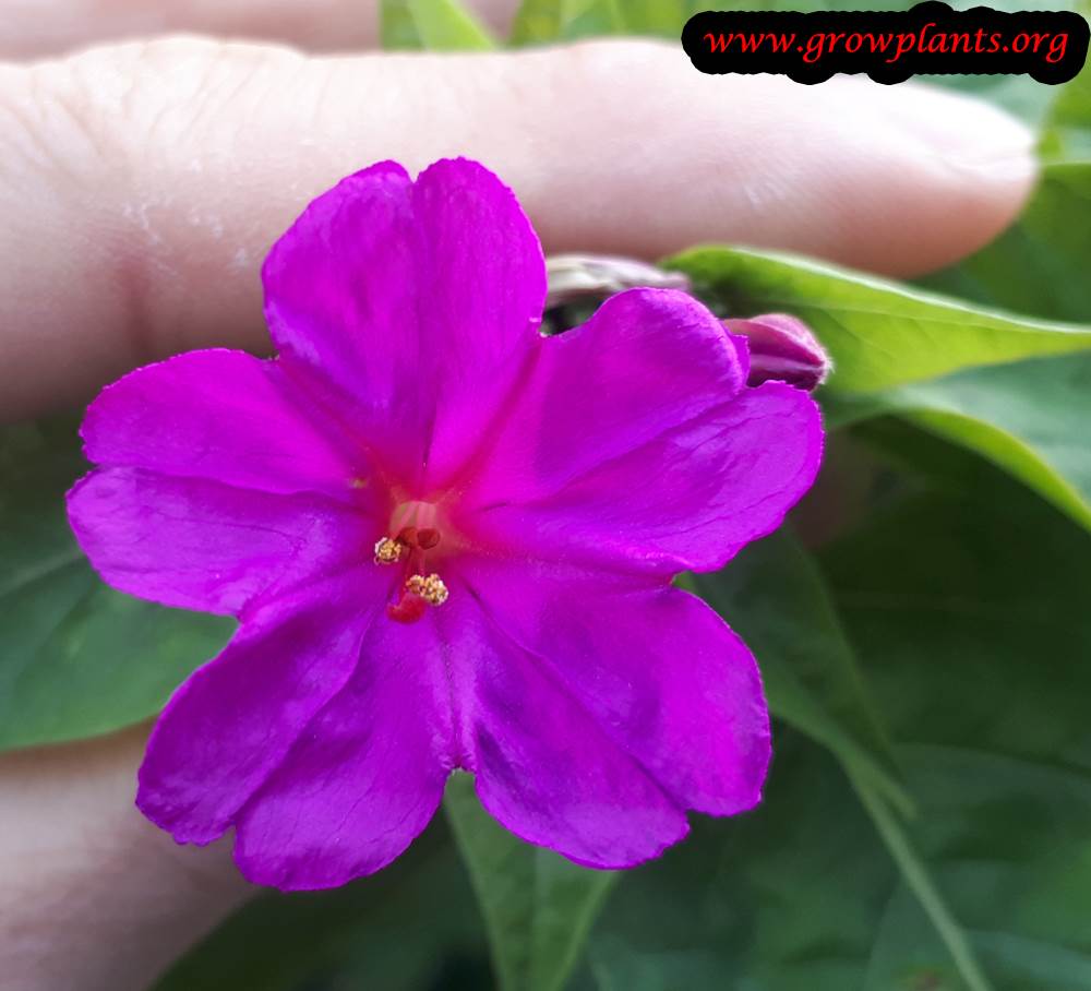 Mirabilis jalapa purple flower