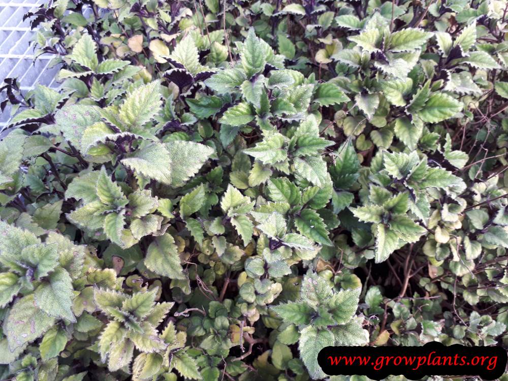 Mona lavender How to grow & care