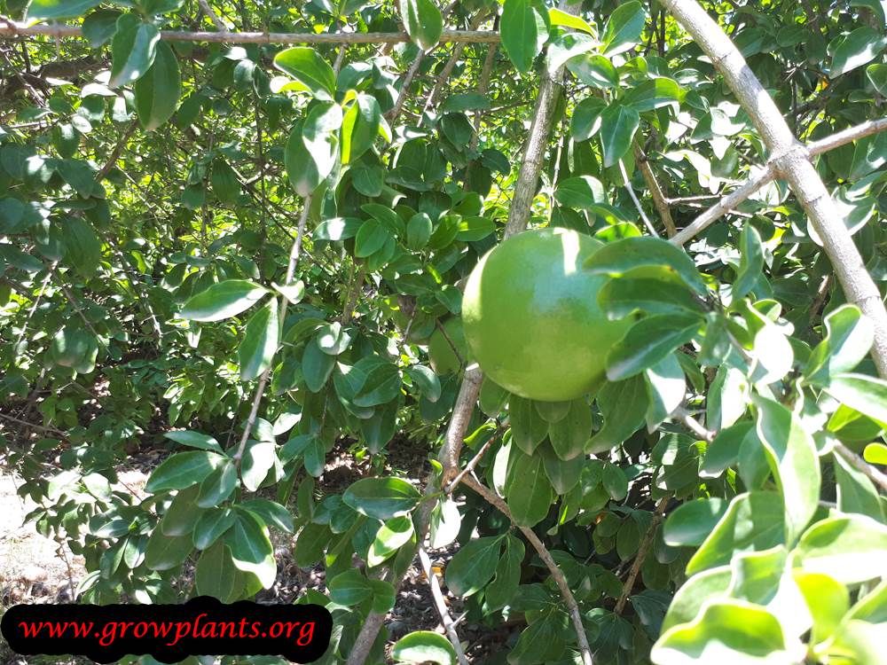 Monkey orange tree
