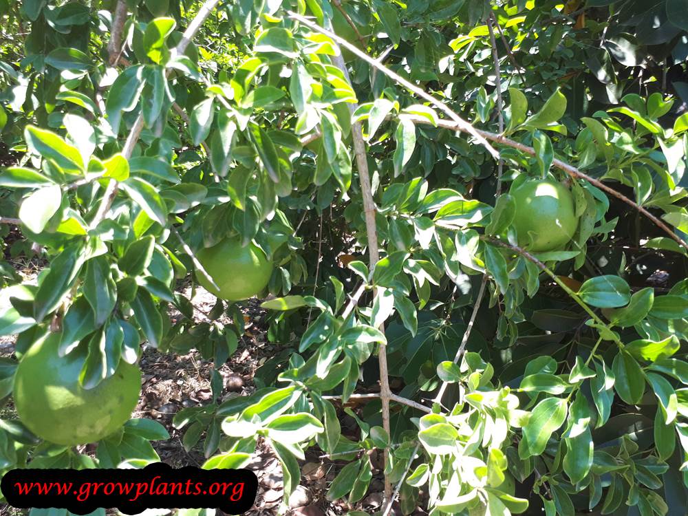 Monkey orange tree care