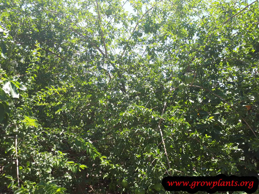 Growing Monkey orange tree