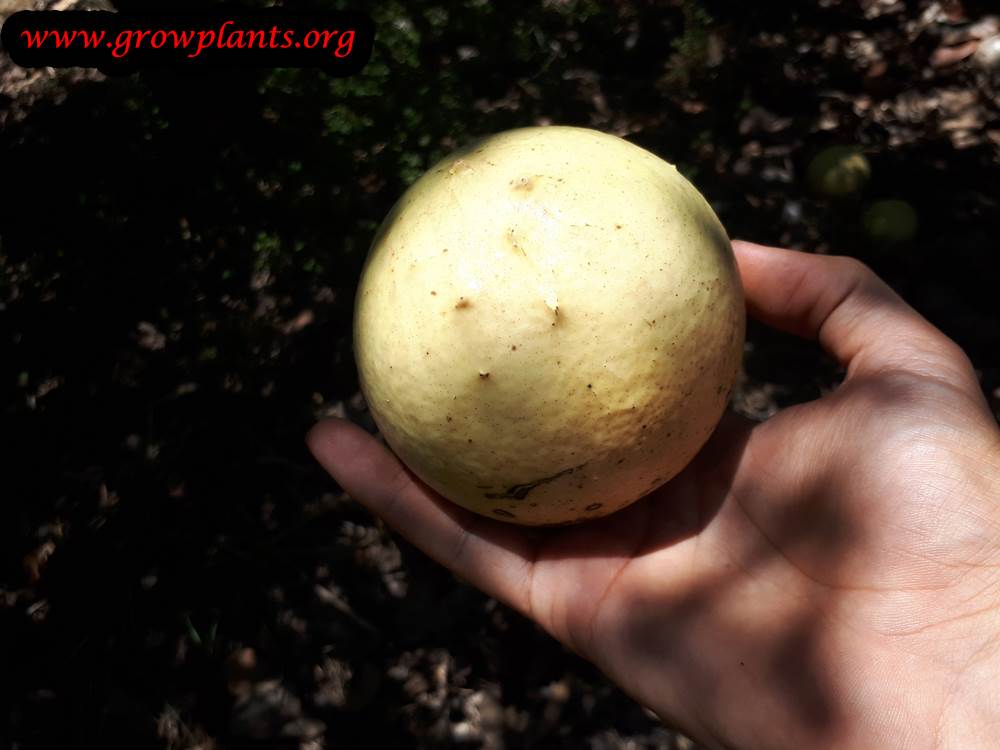 Monkey orange tree fruit