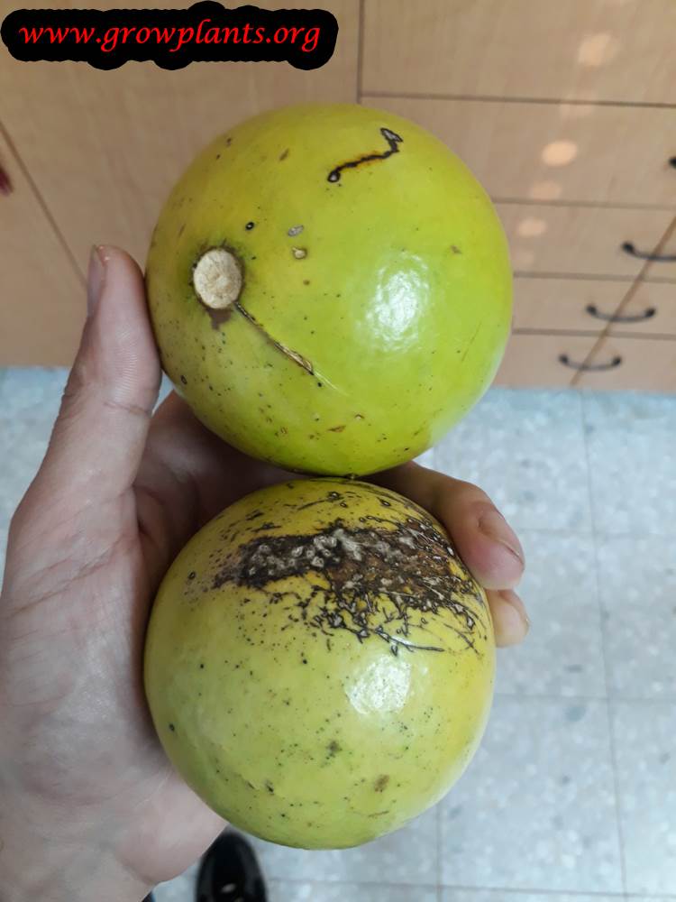 Monkey orange tree fruit harvest