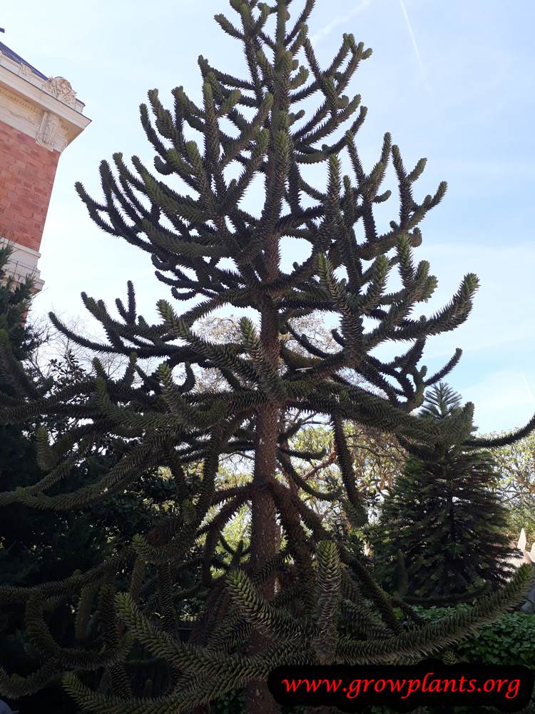 Monkey puzzle tree