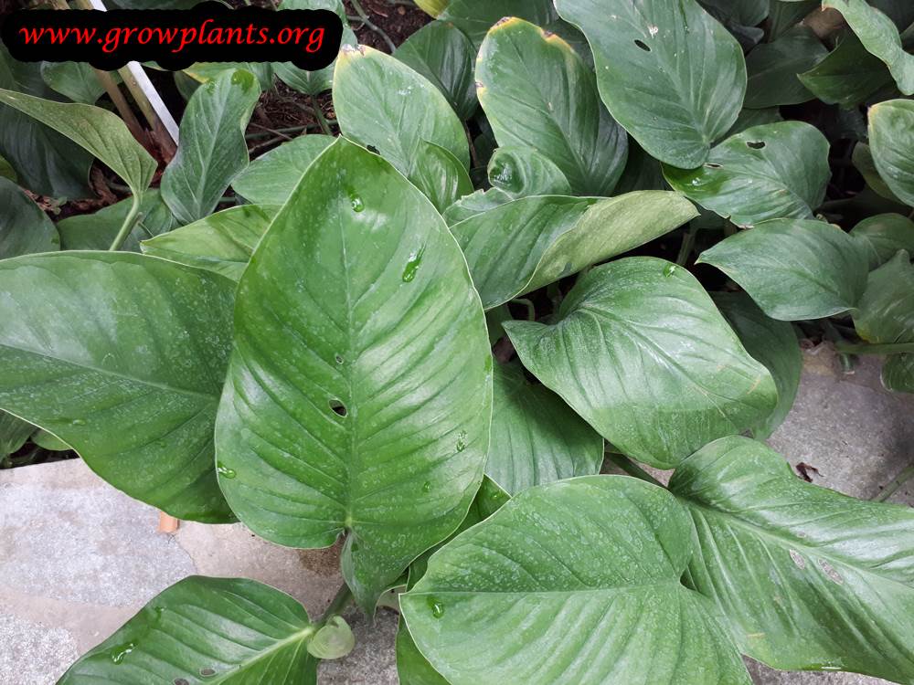 Monstera acuminata