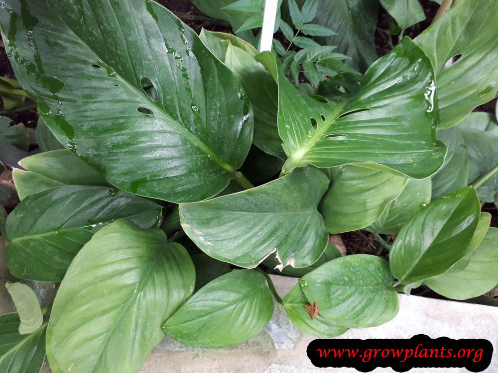 Monstera acuminata plant care
