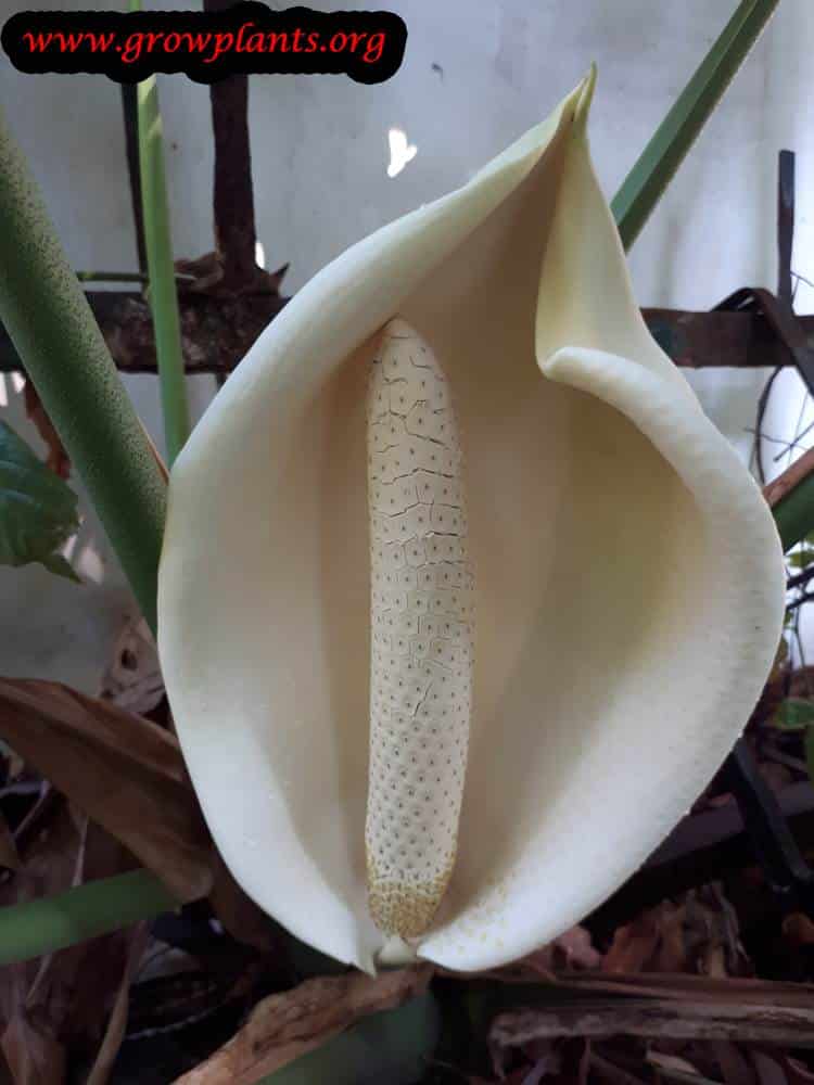 Monstera deliciosa blooming season