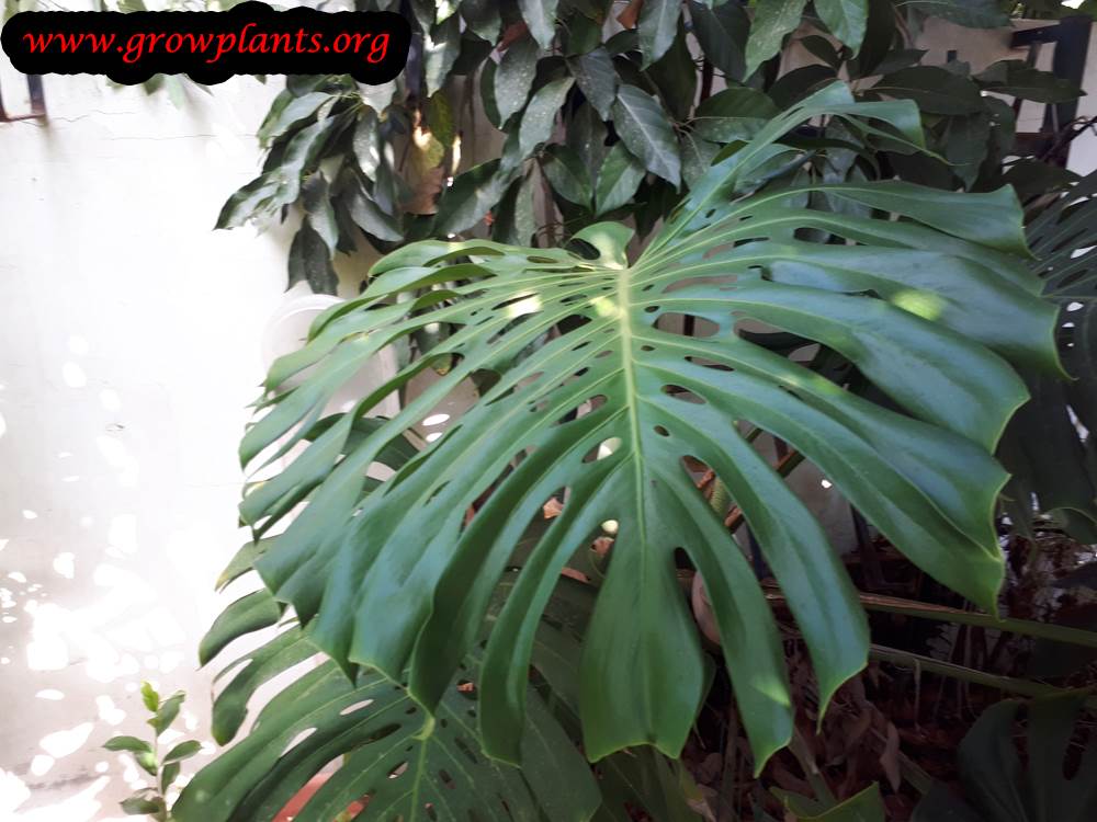Monstera deliciosa planting seaosn